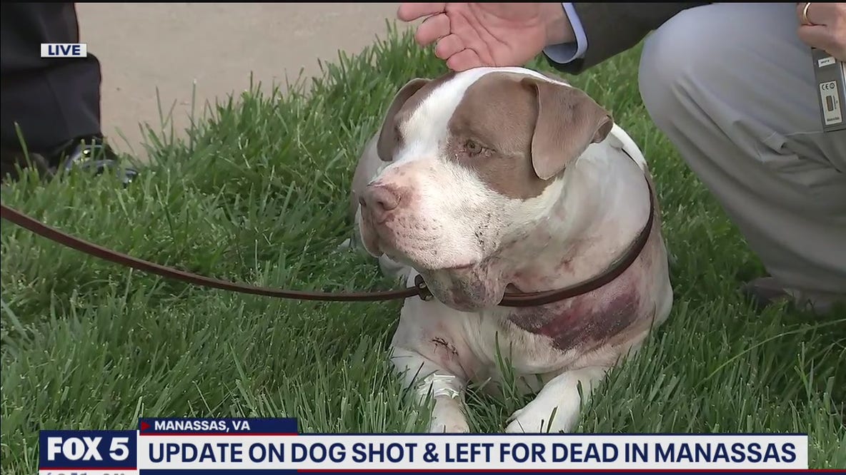 Manassas Park community rallies after pit bull survives being shot and left for dead